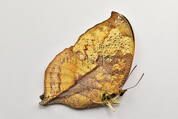 Anaea itys itys A1 ♀ - Image 2