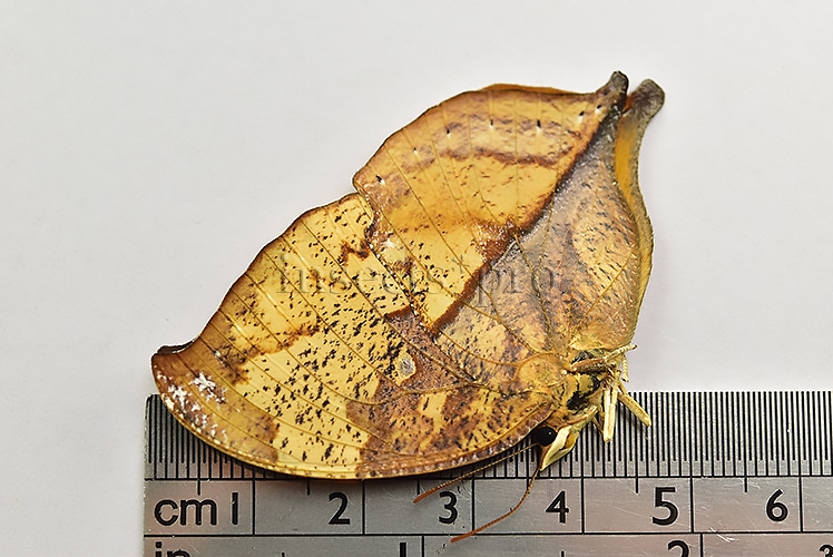 Anaea itys itys A1 ♀ - Image 3