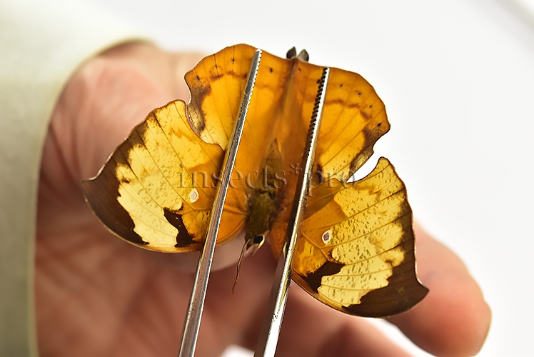 Anaea itys itys A1 ♀ - Image 4