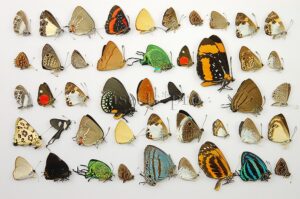 Lepidoptera spp. ♂♀ SET of 91 sp.