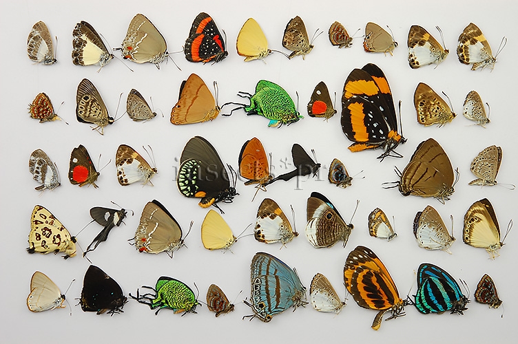 Lepidoptera spp. ♂♀ SET of 91 sp. - Image 2