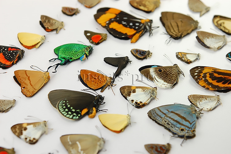 Lepidoptera spp. ♂♀ SET of 91 sp. - Image 3