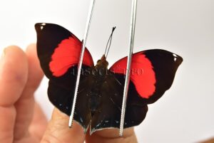 Siderone syntyche mars A1 ♂