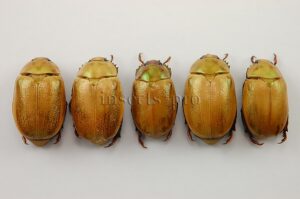 Rutelinae spp. A1 ♂ SET of 5 sp.