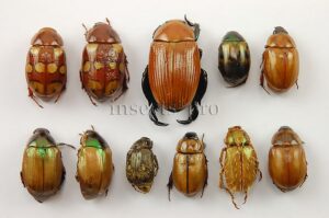 Rutelinae spp. A1 ♂ SET of 11 sp.