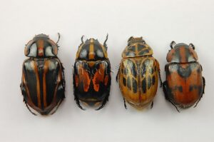 Rutelinae spp. A1 ♂ SET of 4 sp.