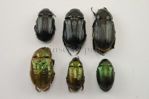 Rutelinae spp. A1 ♂ SET of 6 sp.