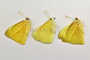 Mathania agasicles A1  SET of 3 sp.