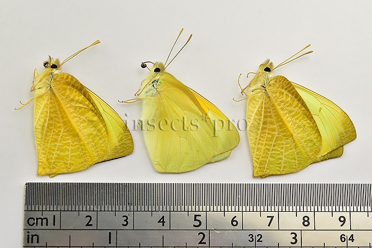 Mathania agasicles A1 SET of 3 sp. - Image 2