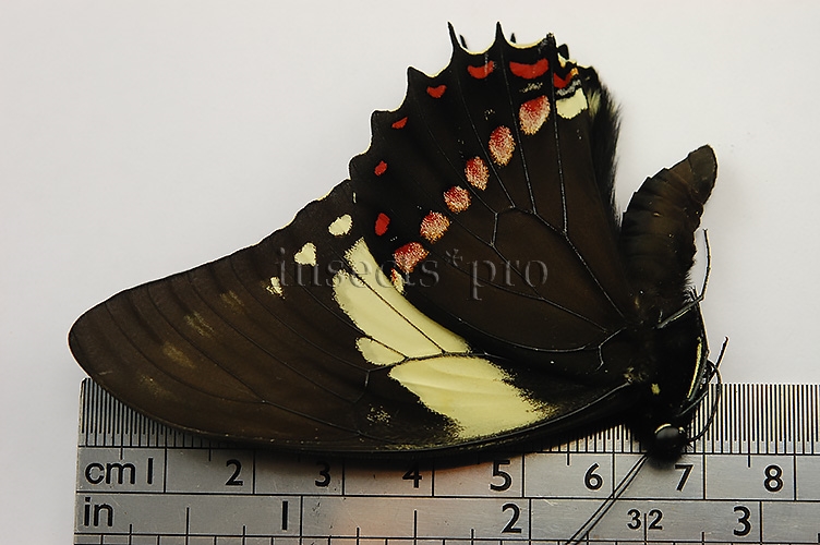 Pterourus menatius eurotas A1 ♂ - Image 2