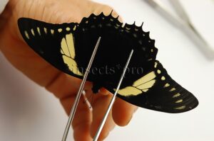 Pterourus menatius eurotas A1 ♂