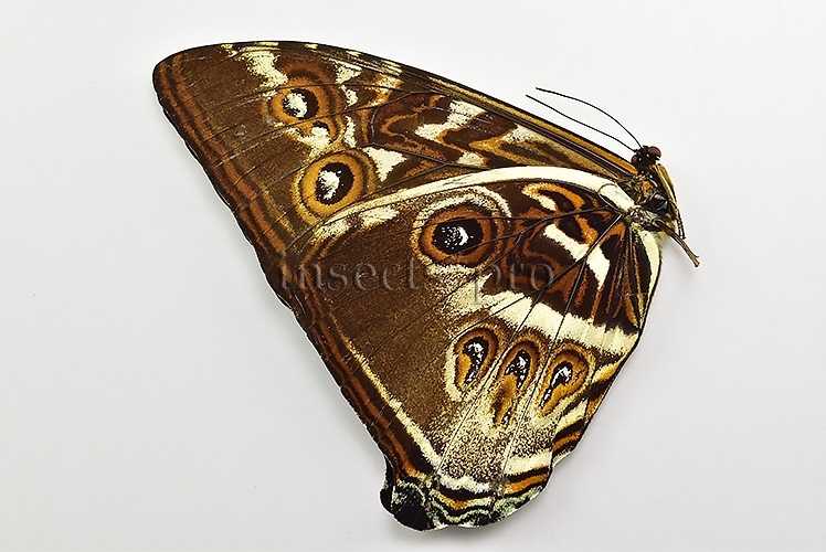 Morpho cisseis cabrera ♂ - Image 2