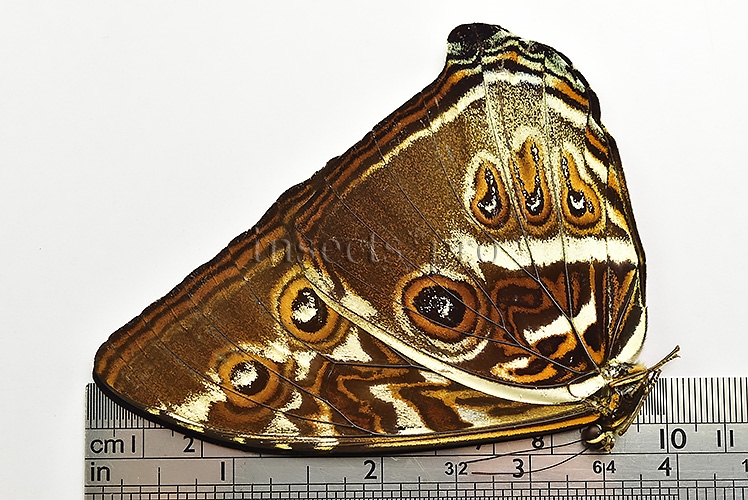 Morpho cisseis cabrera ♂ - Image 3