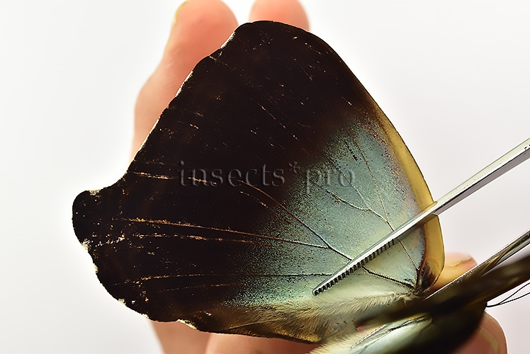 Morpho cisseis cabrera ♂ - Image 4