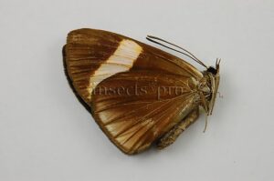 Setabis phaedon ♀