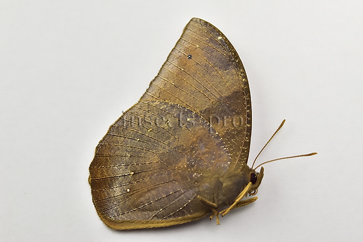 Narope sp. A1 ♂ - Image 2