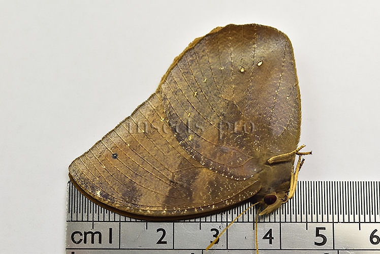 Narope sp. A1 ♂ - Image 3