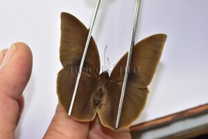 Narope sp. A1 ♂