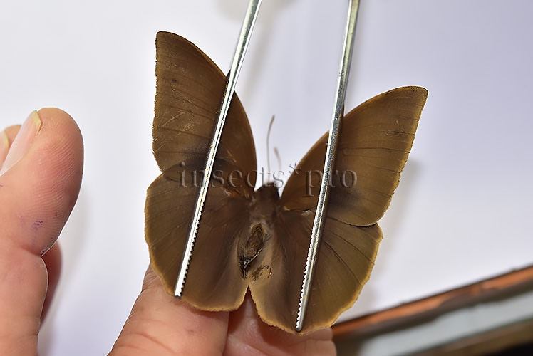Narope sp. A1 ♂