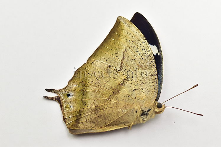 Anaea sp. A1 ♀ - Image 2