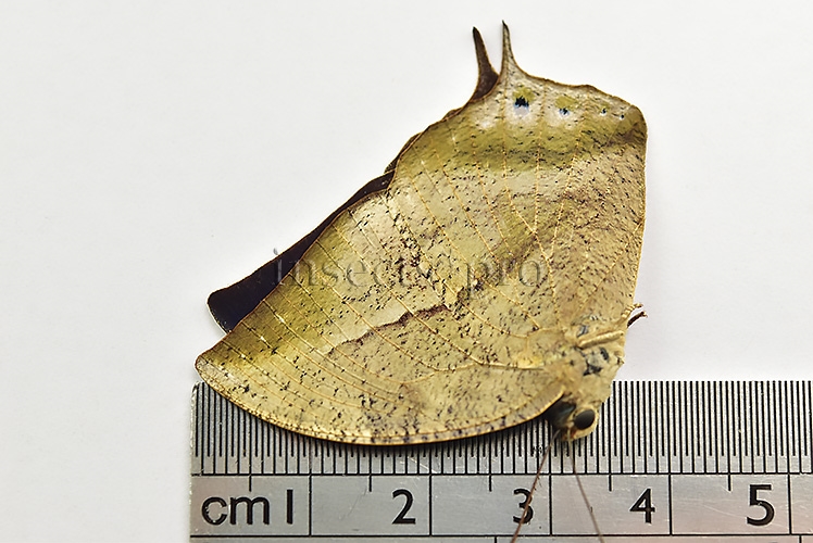 Anaea sp. A1 ♀ - Image 3