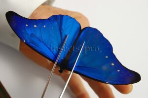 :::BULK SALE:::: Morpho rhetenor mariajosianae A1 ♂