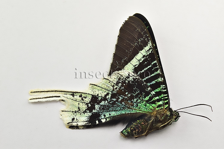 Urania leilus ♂ ABERRATION* GOOD FORM
