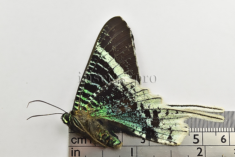 Urania leilus ♂ ABERRATION* GOOD FORM - Image 2