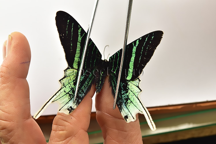 Urania leilus ♂ ABERRATION* GOOD FORM - Image 3