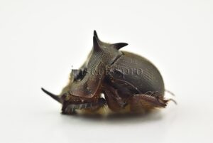 Geotrupidae spp. A1 ♂