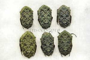 Gymnetis pardalis A1 ♂ SET of 6 sp.
