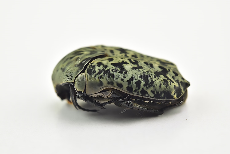 Gymnetis pardalis A1 ♂ SET of 6 sp. - Image 3