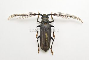 Sarifer flavirameus A1 ♂ LARGE ANTENNAE