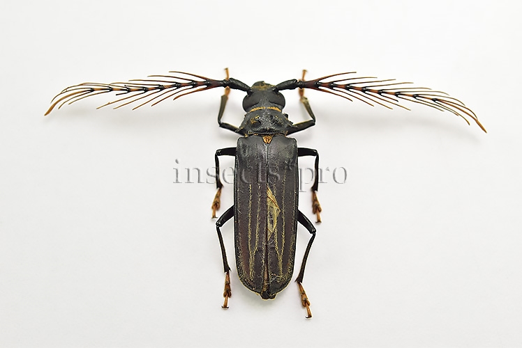 Sarifer flavirameus A1 ♂ LARGE ANTENNAE