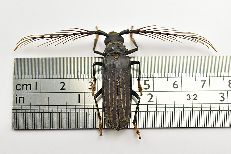 Sarifer flavirameus A1 ♂ LARGE ANTENNAE - Image 2