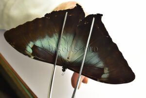 Morpho cisseis gahua f. gahua ♂ GOOD PRICE