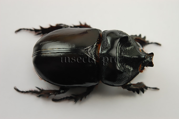 Strategus sp. A1 ♂ 51mm - Image 2