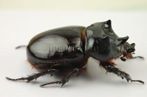 Strategus sp. A1 ♂ 51mm
