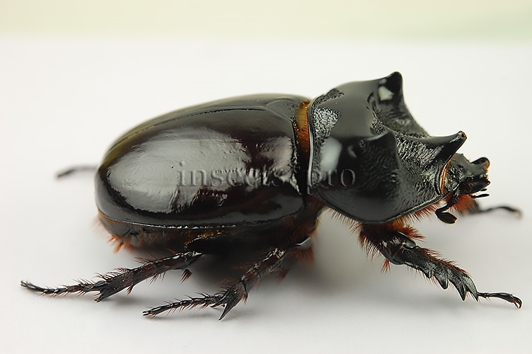 Strategus sp. A1 ♂ 51mm
