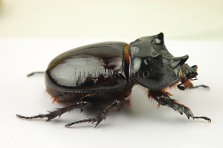 Strategus sp. A1 ♂ 51mm - Image 3
