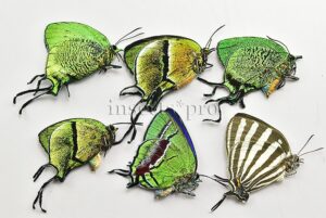 Thecla sp. A1 ♂♀ SET of 6 sp.