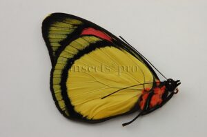 Batesia hypochlora A1 ♂ YELLOW