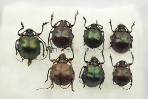 Cyclopeplus sp. A1 ♂♀ SET of 7 sp.