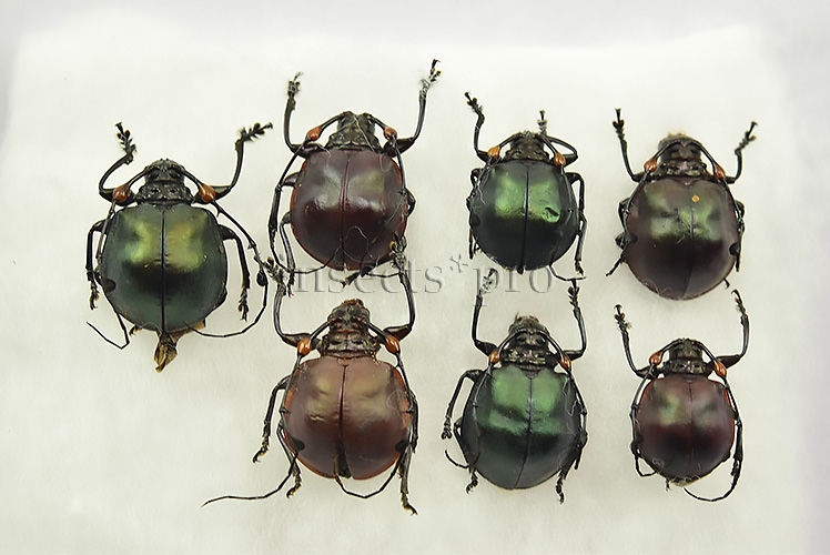 Cyclopeplus sp. A1 ♂♀ SET of 7 sp.