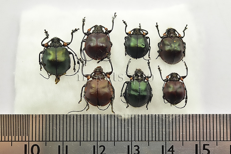 Cyclopeplus sp. A1 ♂♀ SET of 7 sp. - Image 2