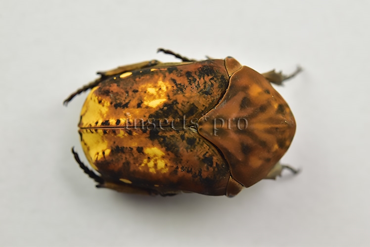 Gymnetis sp. A1 ♂ UNCOMMON 21mm