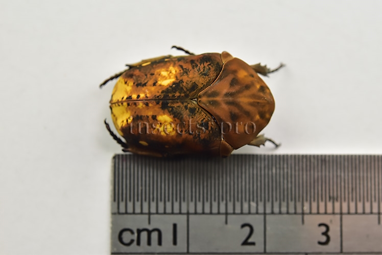 Gymnetis sp. A1 ♂ UNCOMMON 21mm - Image 2