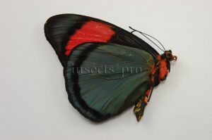 Batesia hypochlora hypochlora A1 ♂ RED