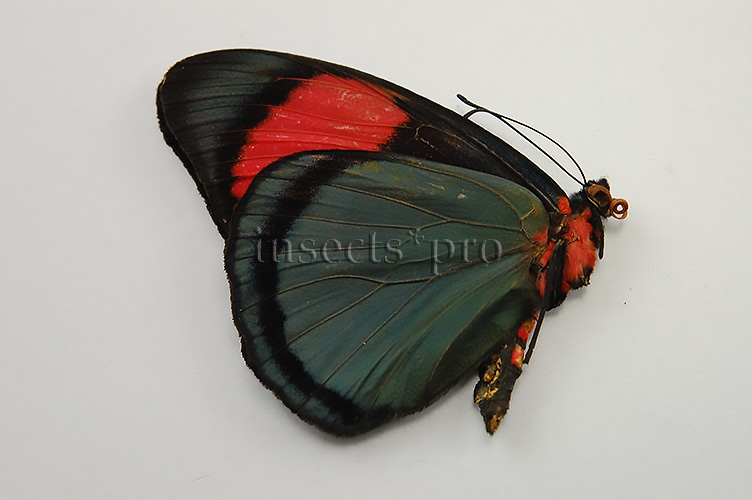 Batesia hypochlora hypochlora A1 ♂ RED