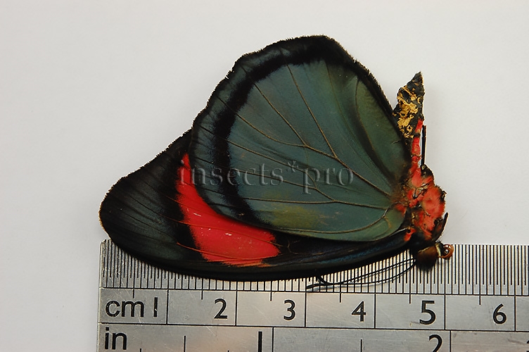 Batesia hypochlora hypochlora A1 ♂ RED - Image 2